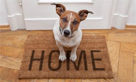 Día del Animal: ¿Qué misterio guarda el vínculo que tienen las personas con sus mascotas?