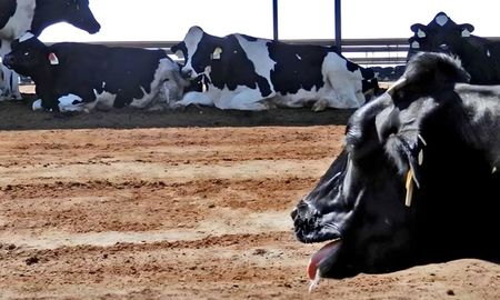estres calorico en bovinos: vienen dias criticos para rodeos de carne y leche estres calorico en bovinos: vienen dias criticos para rodeos de carne y leche