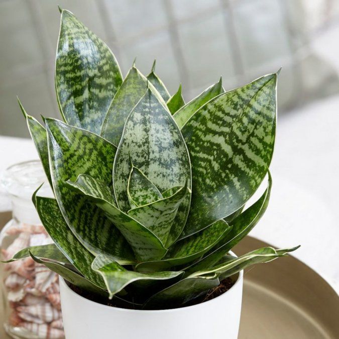 La Sansevieria es la planta ideal para interiores: fácil de cuidar y con gran poder decorativo.