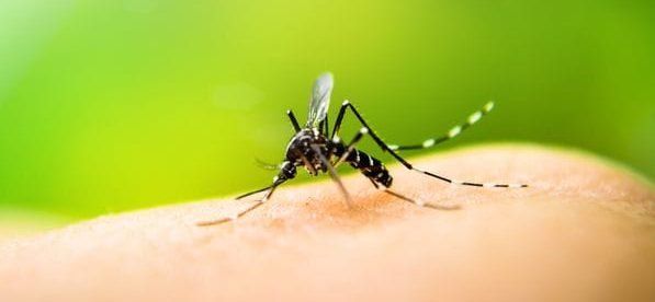 Brote de dengue: con 287 casos, es el más importante en la historia de Santa Fe