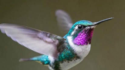 Cuánto dura la vida de un colibrí