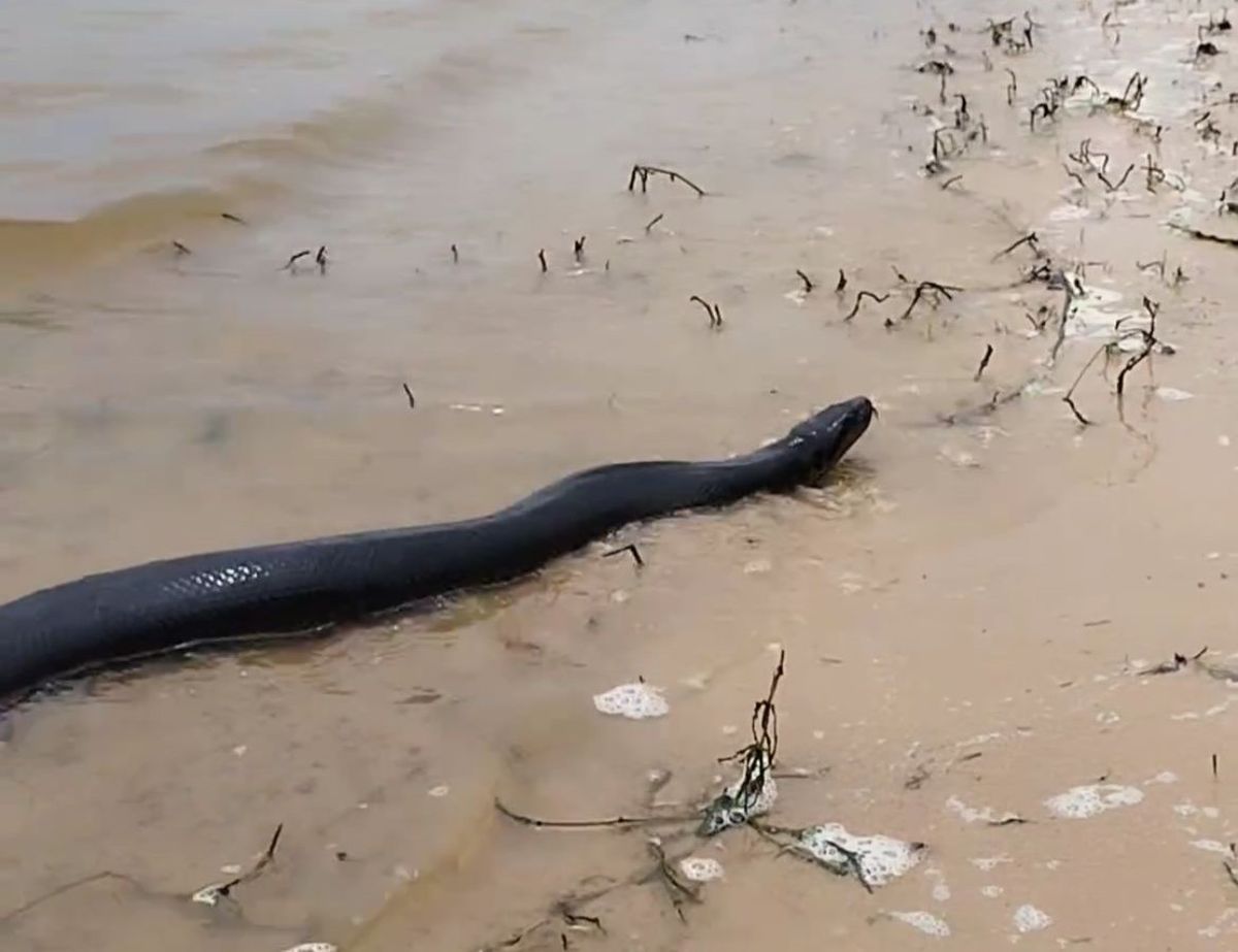 La boa Curiyú que se encontró en la Costanera Este era inusual debido a su color negro. La boa Curiyú que se encontró en la Costanera Este era inusual debido a su color negro.