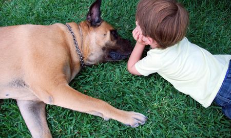 8 peliculas sobre perros que te haran amar aun mas a tu mascota 8 peliculas sobre perros que te haran amar aun mas a tu mascota