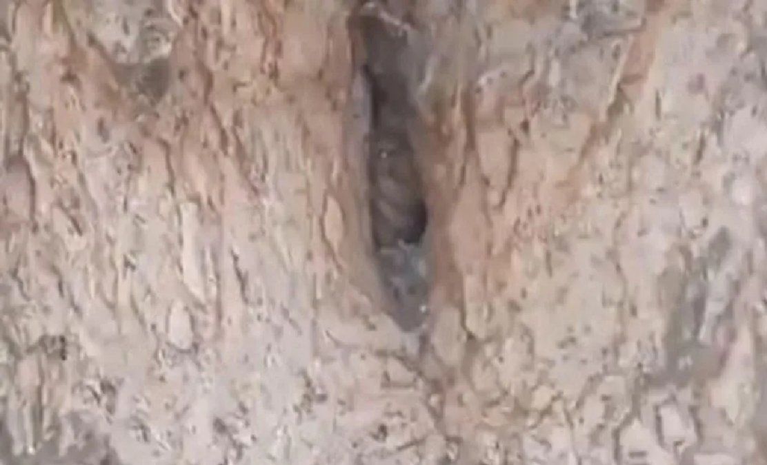 Conmoción en Córdoba: se encontraron con la casa de un duende dentro de un árbol y lograron filmarlo