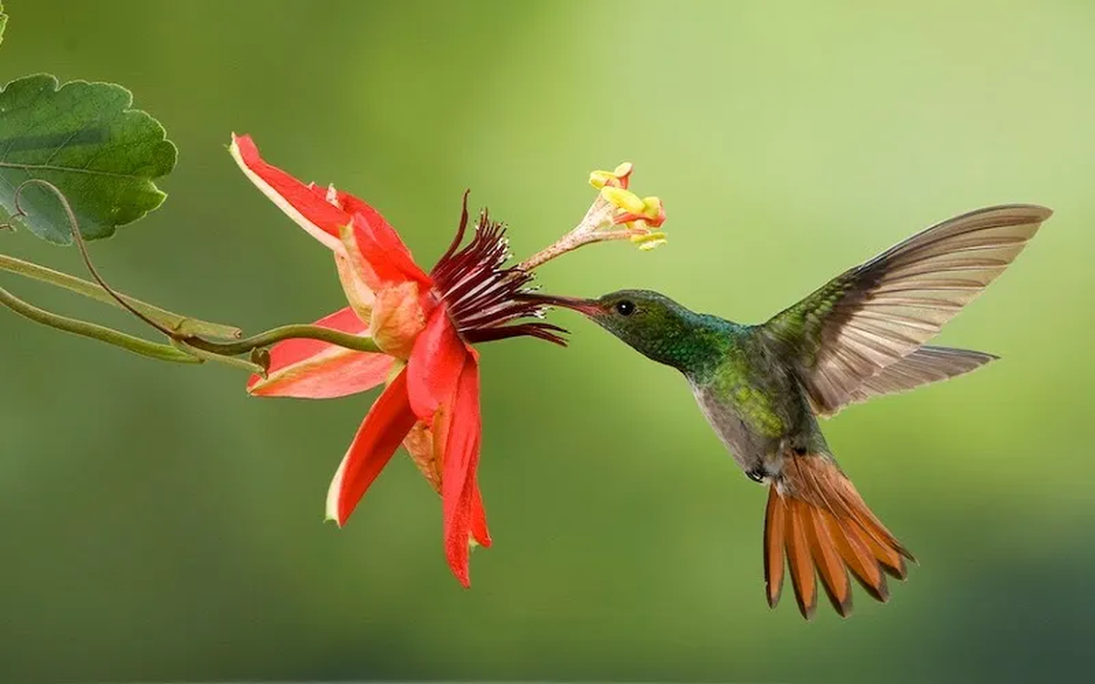 El colibrí es un ave nectarívera ya que se alimenta principalmente de néctar.