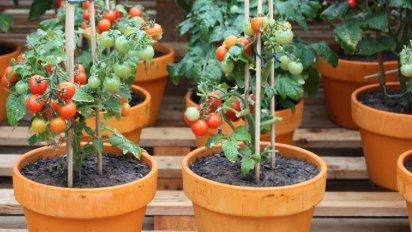 Consejos para cultivar la planta de tomates en macetas y tener éxito