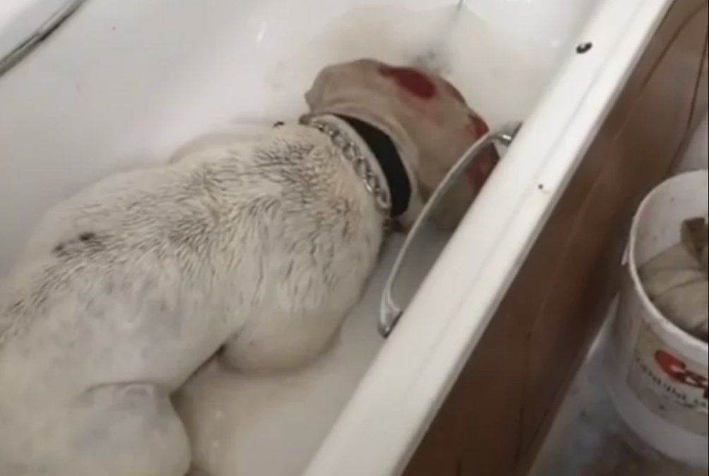 Un hombre bañó a su perro con lavandina y lo sometió a una brutal golpiza