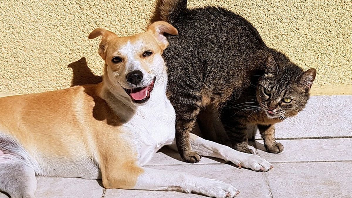 Desmienten el mito sobre la rivalidad innata entre perros y gatos