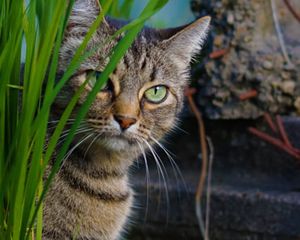 Ante síntomas como vómitos, salivación excesiva o decaimiento, los especialistas recomiendan acudir de inmediato al veterinario y llevar una foto de la planta involucrada. Ante síntomas como vómitos, salivación excesiva o decaimiento, los especialistas recomiendan acudir de inmediato al veterinario y llevar una foto de la planta involucrada.