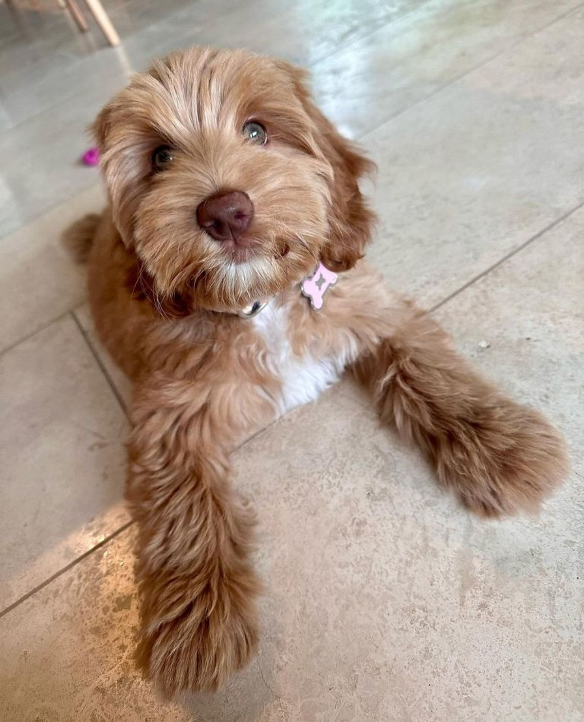 Miel, la nueva perrita de Laurita Fernández. Miel, la nueva perrita de Laurita Fernández.