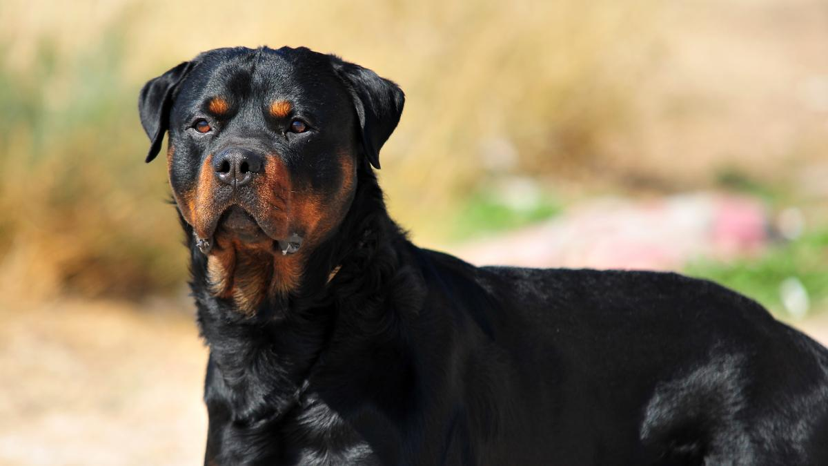 Los Rottweiler pueden llegar a ser muy tranquilos y cariñosos si se los cría bien. Los Rottweiler pueden llegar a ser muy tranquilos y cariñosos si se los cría bien.
