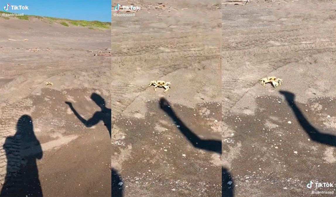 Video viral: un cangrejo se puso a pelear con una sombra y despertó las risas en las redes sociales.
