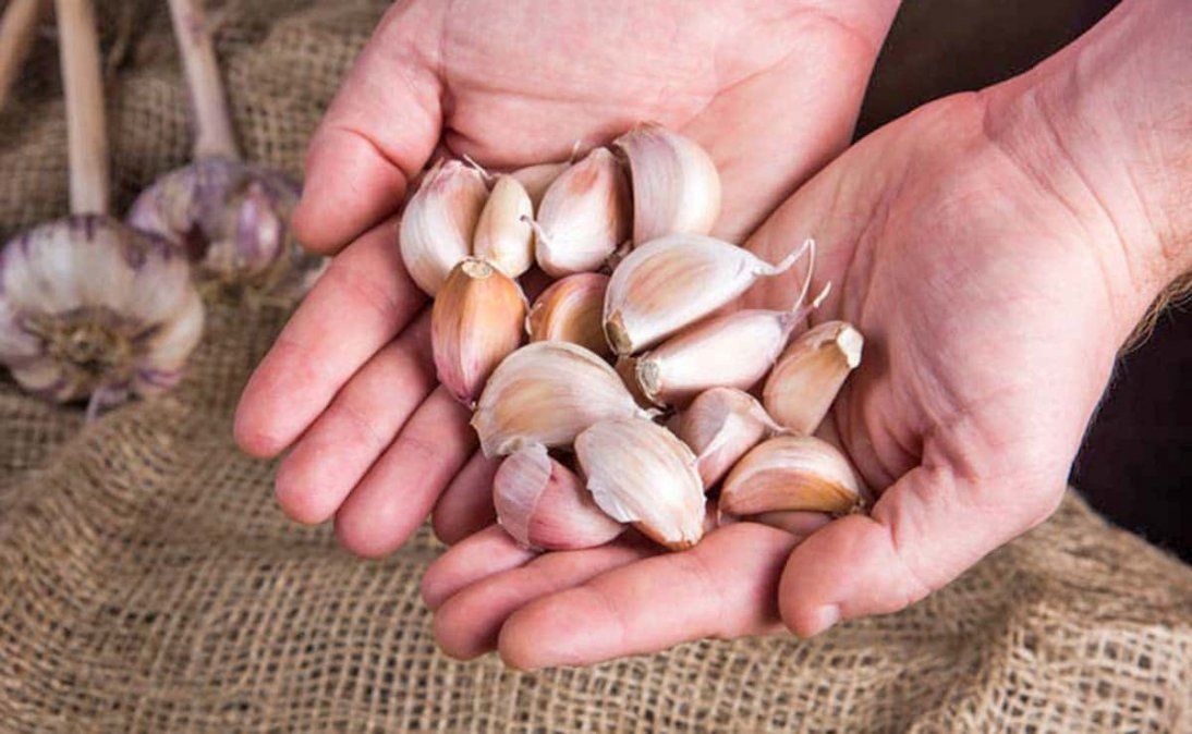 Persona sosteniendo dientes de ajo