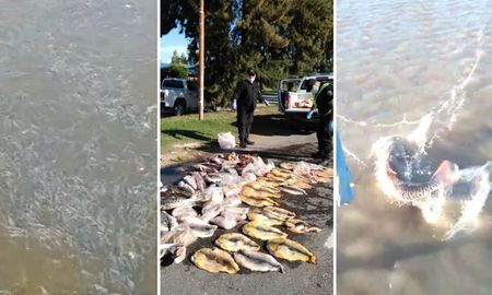 En los últimos días, la policía detuvo tres vehículos y cinco personas cerca de Cayastá. Les decomisaron la carga de pescados. En los últimos días, la policía detuvo tres vehículos y cinco personas cerca de Cayastá. Les decomisaron la carga de pescados.