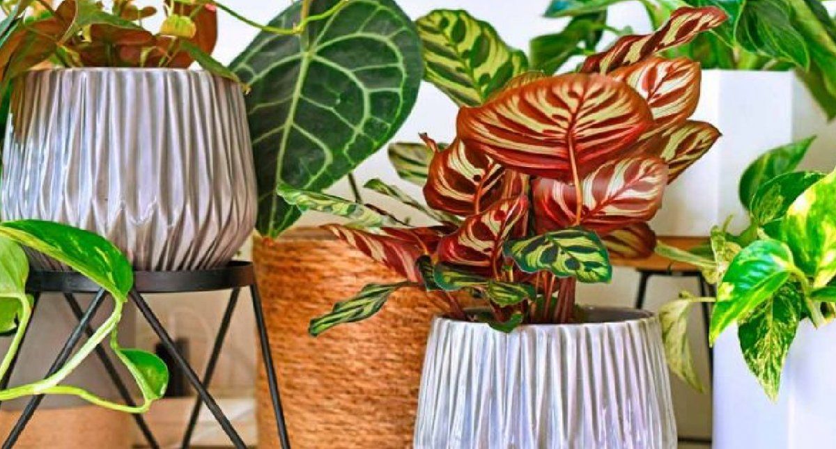 Plantas de interior que no necesitan luz solar