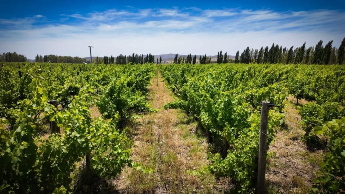 Las bodegas del sur bonaerense aprovechan la cercan&iacute;a de las sierras y el suelo pedregoso para lograr cepas de gran intensidad, posicionando a Tornquist en el mapa del vino nacional.
