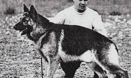 La historia de “Chonino”, el ovejero alemán héroe que inspiró el Día Nacional del Perro