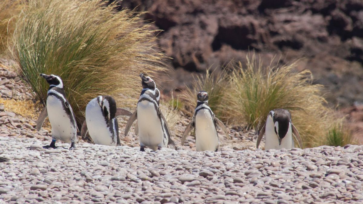 El área de Cabo Dos Bahías protege una de las colonias de pingüinos de Magallanes más accesibles de la provincia, permitiendo el estudio científico de la especie en su hábitat natural. El área de Cabo Dos Bahías protege una de las colonias de pingüinos de Magallanes más accesibles de la provincia, permitiendo el estudio científico de la especie en su hábitat natural.