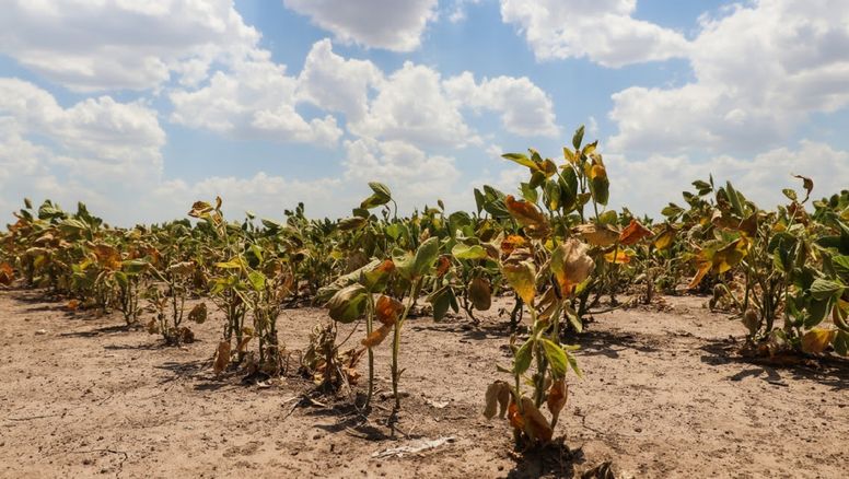 Nación extendió la emergencia agropecuaria en Santa Fe hasta marzo de 2024