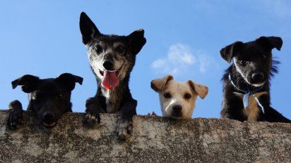 Crearon una plataforma digital para adoptar perros y gatos