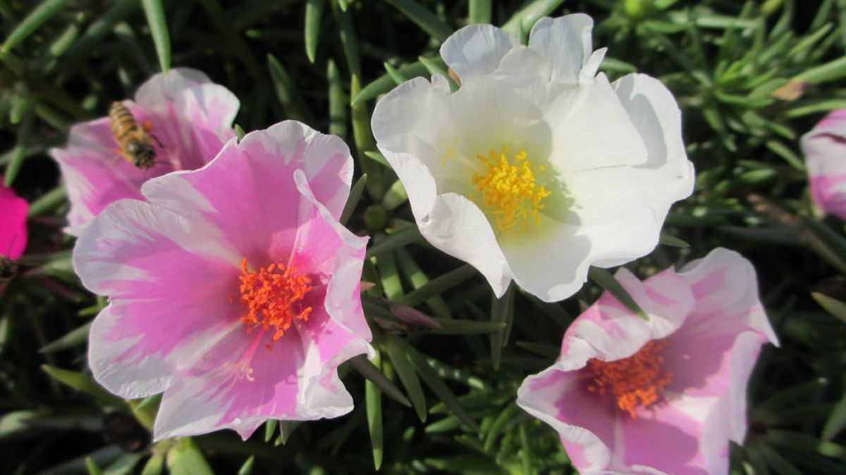 Sus p&eacute;talos brillantes se abren al amanecer y resisten sin problemas jornadas que superan los 35 &deg;C.