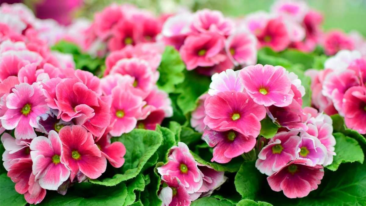 Las prímulas son plantas nobles y fáciles de cuidar que ofrecen flores de muchos colores. Las prímulas son plantas nobles y fáciles de cuidar que ofrecen flores de muchos colores.