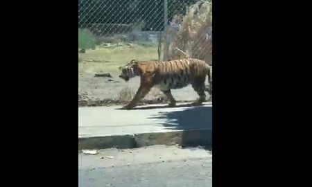 video viral: un hombre con una silla plegable, un vaquero con un lazo y un tigre suelto en mexico video viral: un hombre con una silla plegable, un vaquero con un lazo y un tigre suelto en mexico