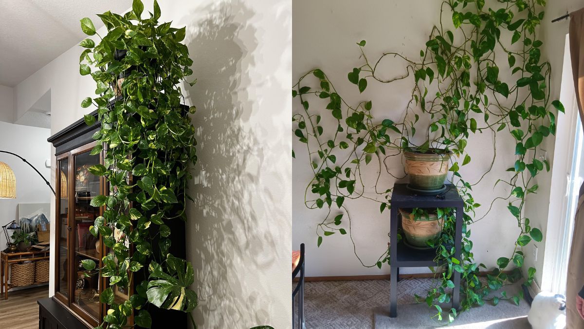 Estos cuidados ayudan a crear una cascada con el potus.