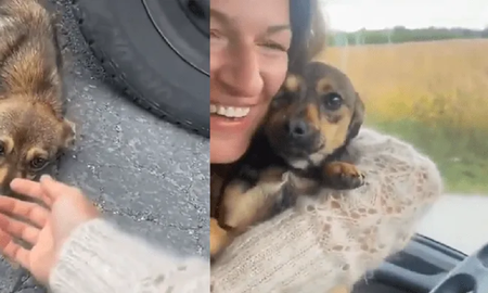 Viral: la secuencia de adopción de un perro callejero que hace llorar al mundo Viral: la secuencia de adopción de un perro callejero que hace llorar al mundo