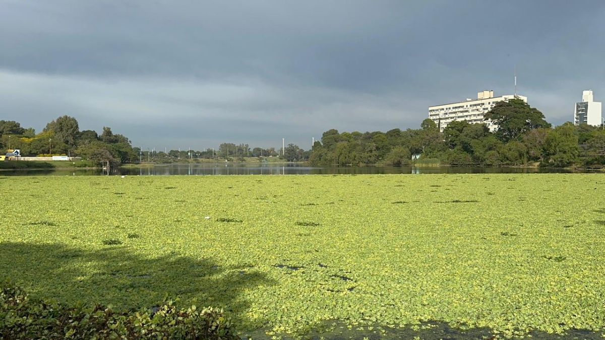 Desde el Club Náutico El Quillá de Santa Fe siguen de cerca la situación. "Si no se contiene, tarde o temprano este lago no sirve más", dijeron. Desde el Club Náutico El Quillá de Santa Fe siguen de cerca la situación. "Si no se contiene, tarde o temprano este lago no sirve más", dijeron.