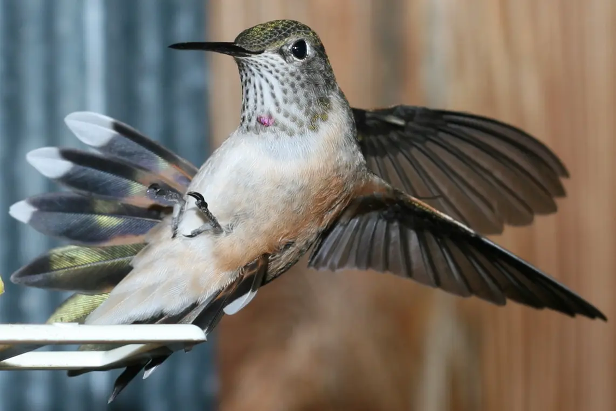 Cómo hace el colibrí para volar hacia atrás