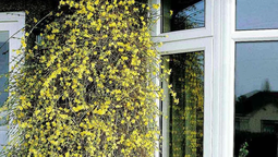 Planta trepadora ideal para muros y cercos, el jazmín amarillo crece fácilmente y aporta una floración espectacular desde el invierno hasta la primavera.