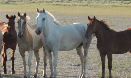 Se confirmó el primer caso de en encefalomielitis equina en el departamento San Cristobal Se confirmó el primer caso de en encefalomielitis equina en el departamento San Cristobal