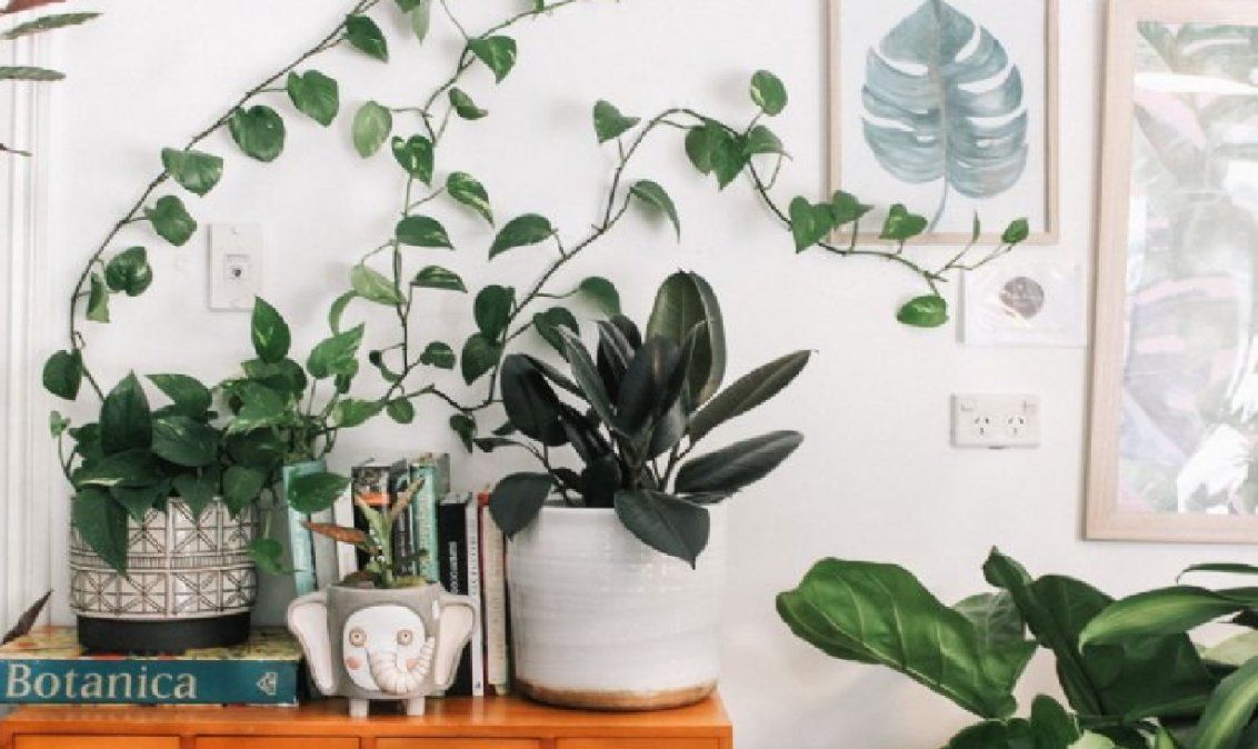 3 trucos para revivir plantas marchitas