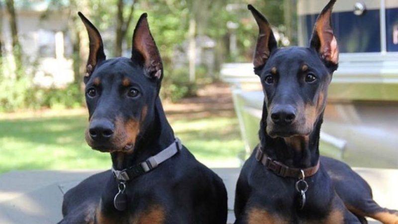 Detuvieron a dos hombres luego de envenenar a dos perros