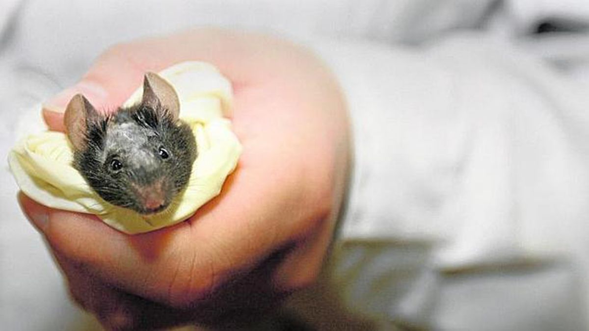 La peste bub&oacute;nica afecta principalmente a los roedores salvajes y se propaga de un animal a otro a trav&eacute;s de las pulgas.&nbsp;