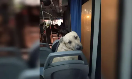 Roco, un perro rescatado, sorprendió a todos al subirse un colectivo para comprar el regalo del Día del Padre. Roco, un perro rescatado, sorprendió a todos al subirse un colectivo para comprar el regalo del Día del Padre.