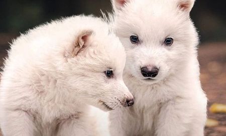 Tres cachorros fueron modificados genéticamente: Rómulo, Remo y Khaleesi. Tres cachorros fueron modificados genéticamente: Rómulo, Remo y Khaleesi.
