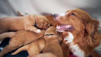 El nacimiento de cachorros implica ternura, pero también compromiso y responsabilidad a largo plazo.