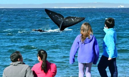 La profundidad inusual de las playas en El Doradillo es lo que permite que una ballena de 40 toneladas nade a escasos cinco metros de la gente que camina por la orilla. La profundidad inusual de las playas en El Doradillo es lo que permite que una ballena de 40 toneladas nade a escasos cinco metros de la gente que camina por la orilla.