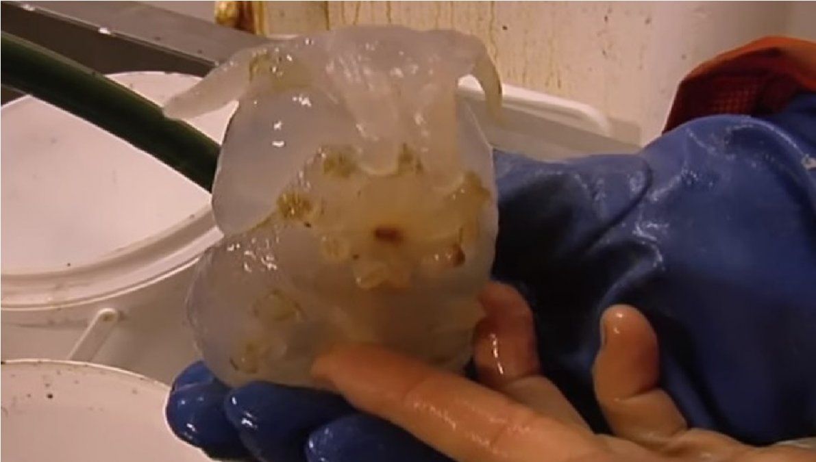 Hallan extrañas criaturas en las profundidades de la Antártida