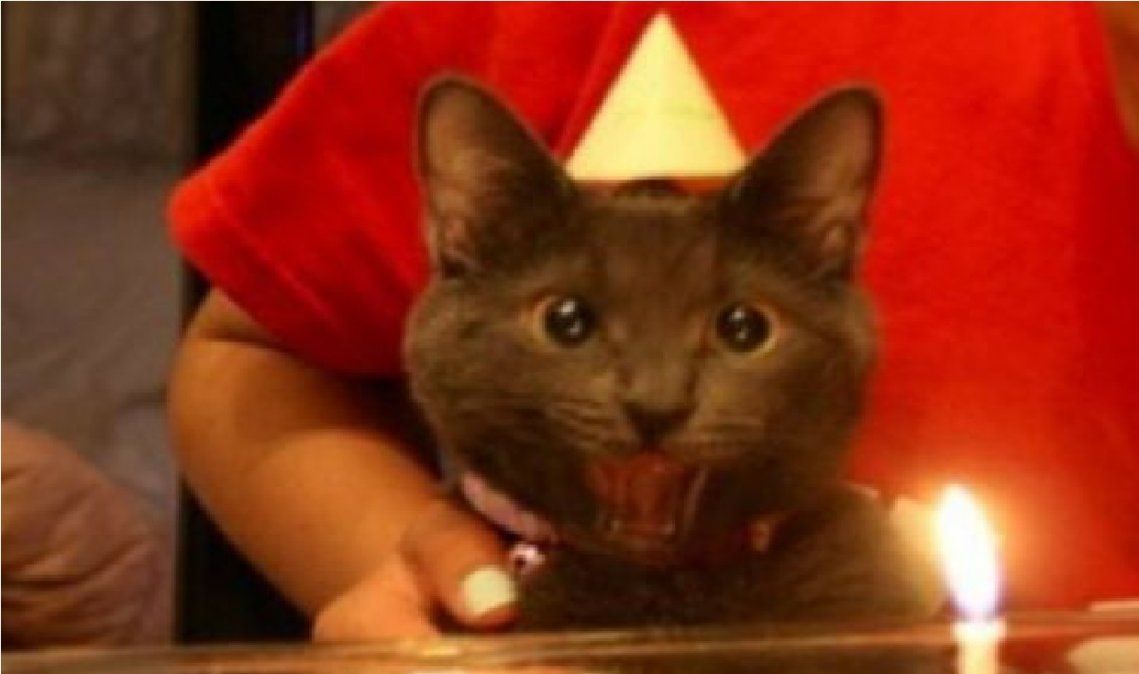 Le festejaron el cumpleaños al gato en pandemia: 15 contagios de coronavirus | Foto ilustrativa&nbsp;