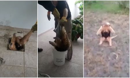 El animal silvestre fue captado por las cámaras de seguridad de vivienda de la localidad de Avellaneda. El animal silvestre fue captado por las cámaras de seguridad de vivienda de la localidad de Avellaneda.