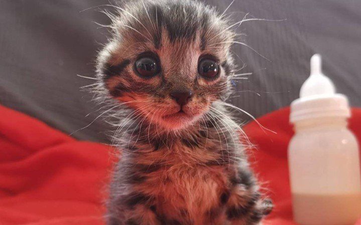 gato sin orejas.jpg