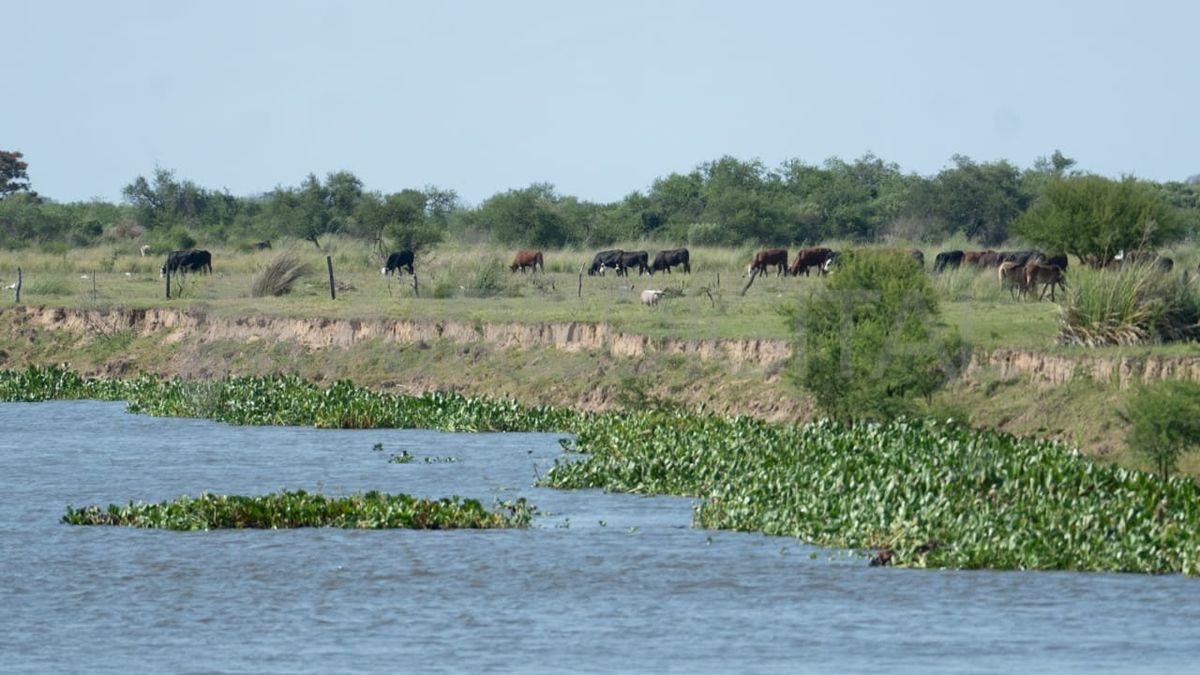 Hoy hay una proliferación de la vegetación en áreas que estuvieron emergidas durante la bajante. Hoy hay una proliferación de la vegetación en áreas que estuvieron emergidas durante la bajante.