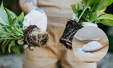 El truco con bicarbonato de sodio para la lengua de suegra que evita hongos y hojas amarillas. El truco con bicarbonato de sodio para la lengua de suegra que evita hongos y hojas amarillas.
