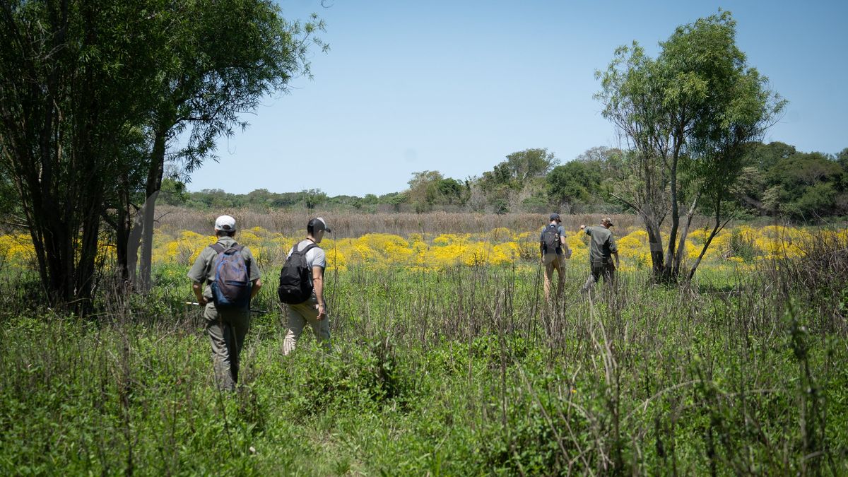 Uno de los senderos de esta isla de Jaaukanigás termina en un estero que la primavera pintó color margarita.