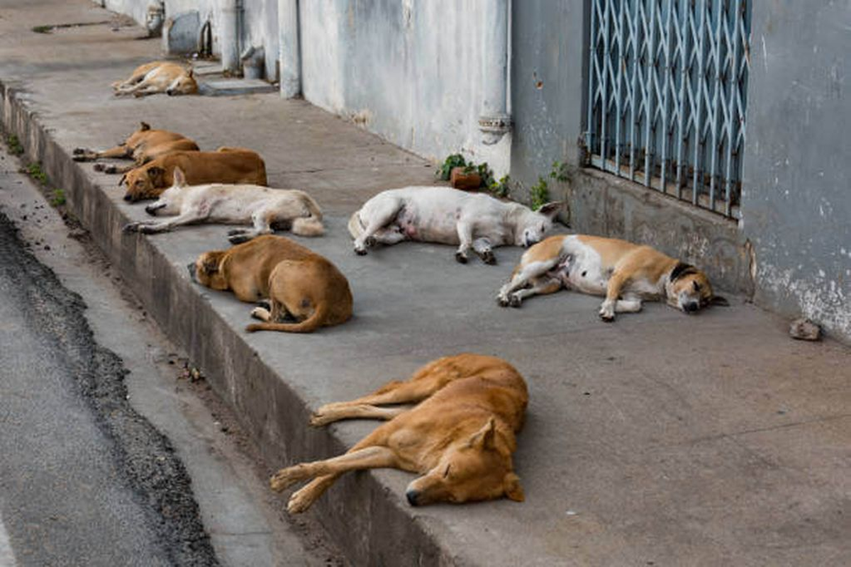 Día internacional del perro callejero: ¿por qué se festeja el 27 de julio?