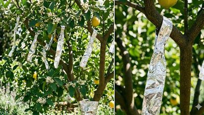 Para qué sirve colgar tiras de papel aluminio en el limonero: cómo hacerlo paso a paso