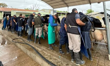 inta rafaela: veterinarios de santa fe y buenos aires se capacitaron en ecografia reproductiva bovina